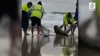 Seekor hiu tersangkut jaring nelayan di lepas pantai Queensland. Sekelompok nelayan mencoba menyelamatkan dan mengembalikan hiu tersebut ke laut.