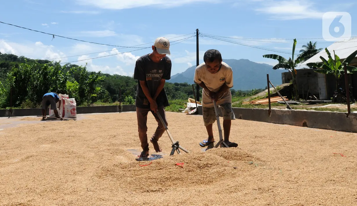 Buruh tani menjemur gabah di kawasan Tanjung Sari, Kabupaten Bogor, Jawa Barat, Senin (14/3/2022). Sejak sepekan terakhir, harga gabah kering giling di tingkat petani naik dari Rp 4.400 menjadi Rp 4.600 per kilogram. (merdeka.com/Arie Basuki)