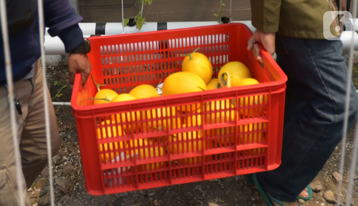 Petani kota membawa buah Melon Golden saat panen di kawasan  pemukiman  pemulung, Jakarta, Jumat (18/11/2022). Penanaman buah melon dengan sistem hidroponik  mampu memanen  buah melon sebanyak 160 buah dengan masing-masing berat per buahnya antara 1 hingga 1,5 kilogram di lahan urban farming sempit. (merdeka.com/Imam Buhori)