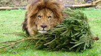 Seperti apa 4 pose keasyikan singa bermain pohon natal bekas? Ini dia.
