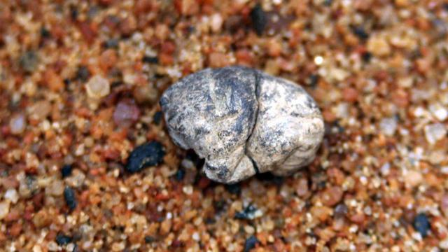 Kacamata Hingga Mainan Seks, Usia 6 Temuan Ini Ternyata Sudah Ribuan Tahun