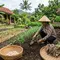 Cara Menanam Bawang Putih hingga Panen untuk Pemula, Lengkap dari Bibit sampai Simpan