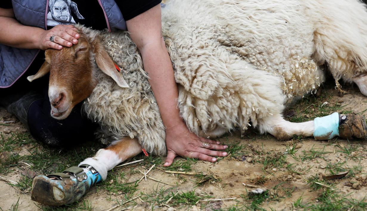 Relawan mengelus domba berkaki palsu di Freedom Farm, Moshav Olesh, Israel, 7 Maret 2019. Freedom Farm merawat babi buta hingga sapi dengan kaki palsu. (REUTERS/Nir Elias)