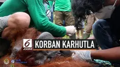 Petugas Balai Konservasi Sumber Daya Alam Kalimantan Barat dan IAR Indonesia menyelamatkan satu individu orang utan korban kebakaran hutan dan lahan di Ketapang, Kalimantan Barat.