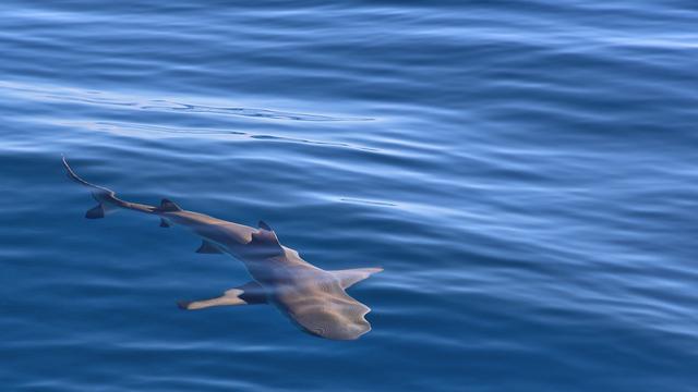 Ilustrasi Hiu Blacktip