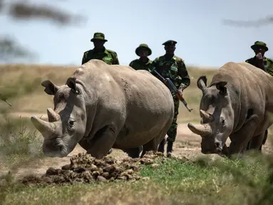 Dua badak betina putih, Fatu (19) dan Najin (30) merumput di kandang suaka margasatwa Ol Pejeta, 23 Agustus 2019. Para pakar hewan di Kenya berhasil mengambil telur-telur dari dua ekor badak putih yang masih tersisa di bumi, dalam upaya menyelamatkan spesies itu dari kepunahan. (AP/Ben Curtis)