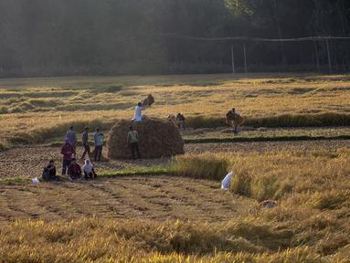 Sejumlah petani memanen padi di sebuah sawah di Desa Awantipora, Distrik Pulwama dekat Kota Srinagar, Kashmir yang dikuasai India (23/9/2020). (Xinhua/Javed Dar)
