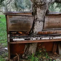 Sebuah piano tua di California ditumbuhi pohon tua dan besar. Seiring pertumbuhannya, si pohon membelah piano seolah-olah pohon tersebut tumbuh di antara piano. (Sumber: inovasee.com)