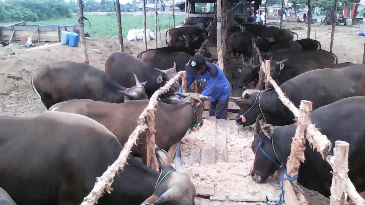 Sapi kurban