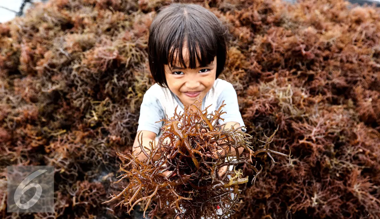 Seorang anak menunjukkan hasil panen petani rumput laut selama 40 hari di Kelurahan Manggar, Balikpapan Timur, Jumat (15/4). Program CSR Pertamina telah mensejahterakan masyarakat di RT.53 Kelurahan Manggar. (Liputan6.com/Fery Pradolo)