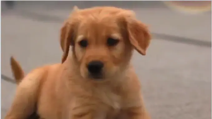 [Bintang] Anak Anjing Ini akan Buat Siangmu Lebih Ceria