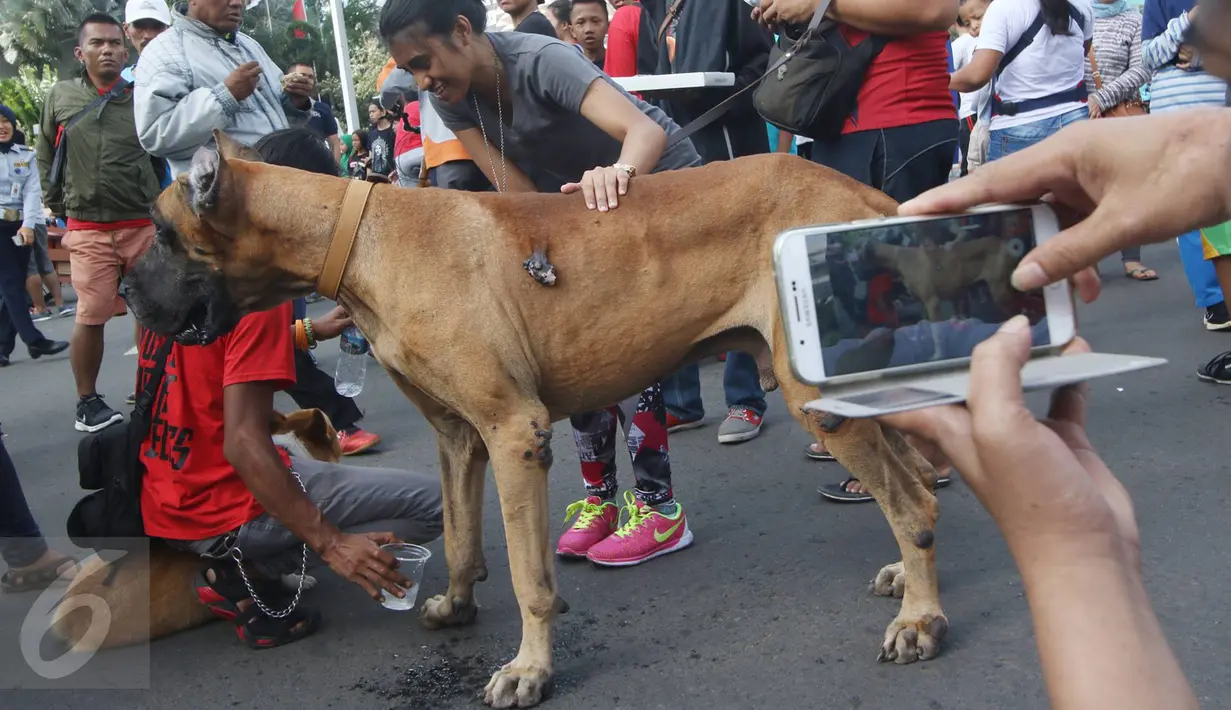 Seseorang mengambil gambar anjing jenis Great Dane disela kegiatan Car Free Day di Jakarta, Minggu (18/12). Anjing tersebut menarik perhatian pengunjung karena ukurannya yang lebih besar dibanding anjing pada umumnya. (Liputan6.com/Immanuel Antonius)