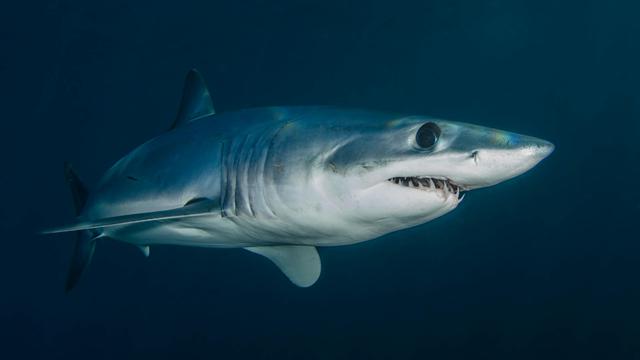 Mako Shark