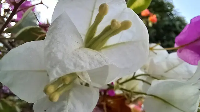 Hasil foto dengan menggunakan Samsung Galaxy M32 (Liputan6.com/Giovani Dio Prasasti)