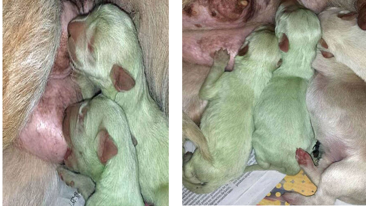 Lihat! Anak Anjing ini Terlahir dengan Warna Bulu Hijau