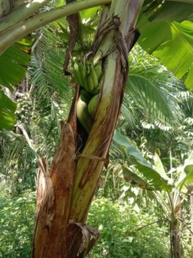 6 Potret Buah Terhimpit Secara Alami di Pohon Ini Curi Perhatian