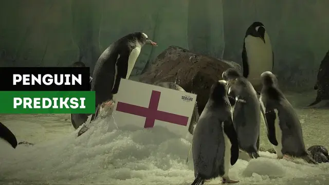 Sekumpulan penguin dari Sea Life Birmingham telah memprediksi kemenangan Inggris atas Swedia di babak 8 besar Piala Dunia 2018.