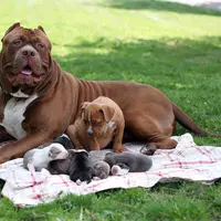 Bukan rumah termahal, tapi inilah anak anjing pitbull raksasa termahal yang bakal bikin kamu tercengang.
