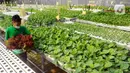 Petani memanen sayuran hidroponik pada areal bekas lapangan tenis di Greenville Farm, Tanjung Duren, Jakarta Barat, Senin (21/11/2022). Sayuran hidroponik di tempat ini dipasarkan secara online dengan harga berkisar antara Rp 60 ribu/Kg hingga Rp 100 ribu/Kg. (merdeka.com/Arie Basuki)