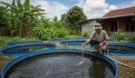 6 Cara Menghilangkan Bau Amis pada Kolam Lele agar Air Tetap Terjaga
