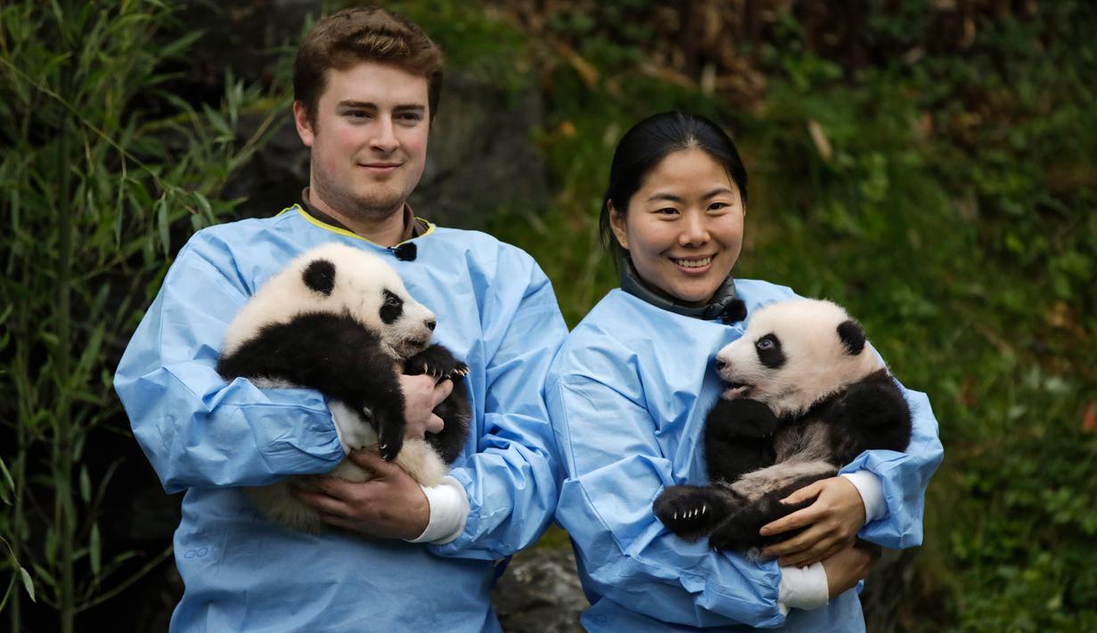 Anak kembar panda raksasa diperkenalkan kepada publik  di taman margasatwa Pairi Daiza, Brugelette, Belgia, Kamis (14/11/2019). Panda kembar berjenis kelamin jantan dan betina yang lahir pada Agustus 2019 itu diberi nama  "Bao Di" (kiri) dan "Bao Mei".  (AP/Olivier Matthys)