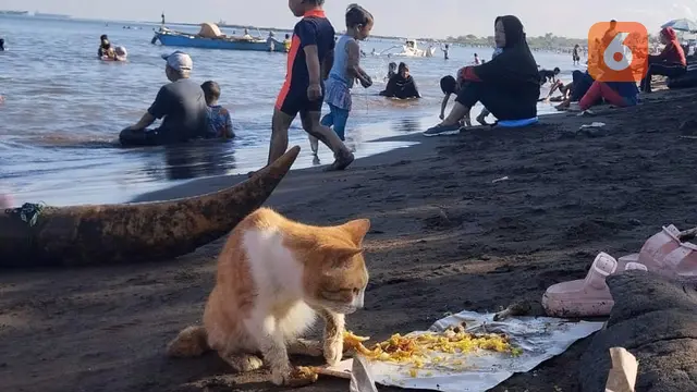 Kucing di Pantai Anging Mammiri