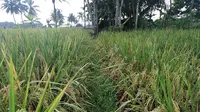 Performa Inpago Unsoed Protani yang mampu meningkatkan produksi padi petani di Desa Bojanegara. (Foto: Liputan6.com/Dok. Unsoed)