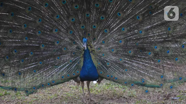Taman Burung TMII