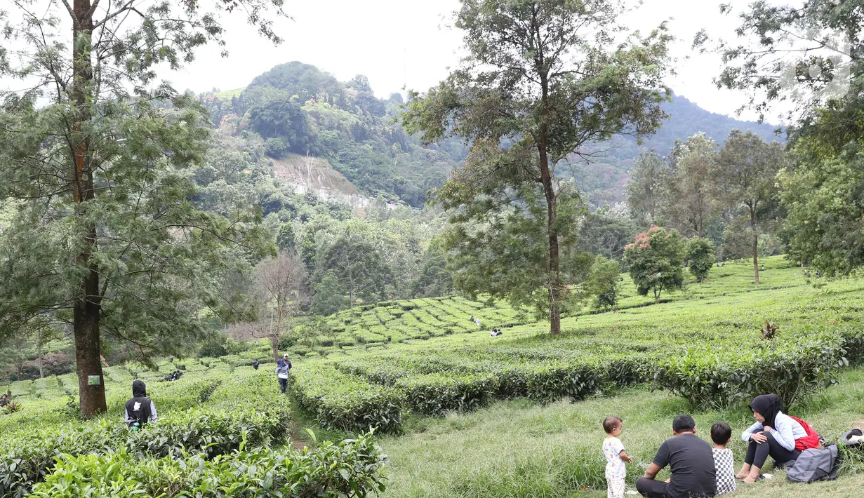 Warga beristirahat di kawasan wisata Kebun teh Puncak Kabupaten Bogor Jawa Barat, Sabtu (31/10/2020). Libur panjang peringatan Maulid Nabi Muhammad SAW dimanfaatkan warga untuk mengunjungi lokasi-lokasi wiisata. (Liputan6.com/Helmi Fithriansyah)