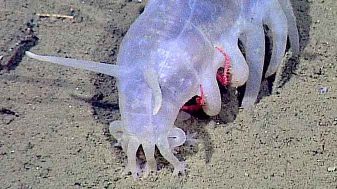 Sea Pig/Babi Laut (Dok/ Moenterey Bay Aquarium)