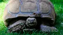 Salah satu dari lima kura-kura Afrika yang baru lahir (Centrochelys Sulcata) berjalan di atas kura-kura jantan di kebun binatang, di Guadalajara, negara bagian Jalisco, Meksiko (17/5). (AFP Photo/Ulises Ruiz)