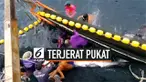 Seekor hiu paus terjerat pukat nelayan di lepas pantai provinsi Satun, Thailand. Nelayan berhasil melepas hiu kembali ke tengah laut setelah 20 menit kemudian.