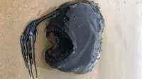 Fenomena Langka, Simak 10 Fakta Menarik tentang Anglerfish yang Muncul di Permukaan Laut Spanyol