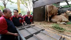 Ketua Umum Artha Graha Peduli (AGP) Heka Hertanto, Ketua Panitia Idul Adha AGP Panji Parmadi Aji, Senior AGP Ronny Bratawijaya, Senior AGP Teuku Ashikin Husein, Direktur BAGI Indra S. Budianto melepas distribusi hewan kurban AGP di kawasan SCBD, Jakarta, Sabtu (10/8/2019). (Liputan6.com/HO/Rizky)