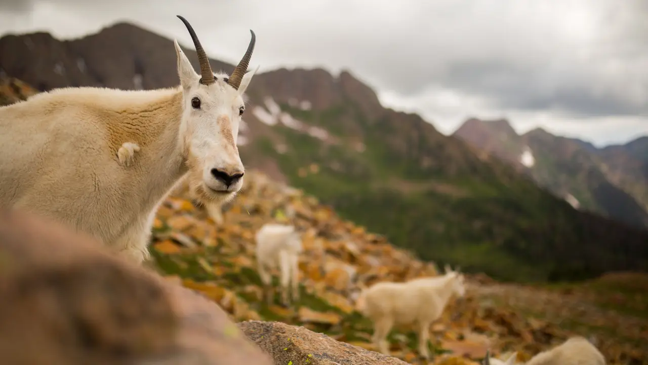 Ilustrasi Kambing Gunung