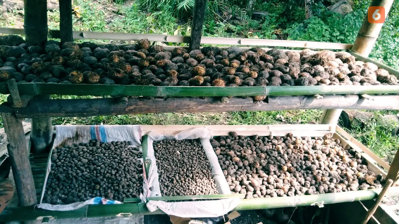 Budidaya Porang