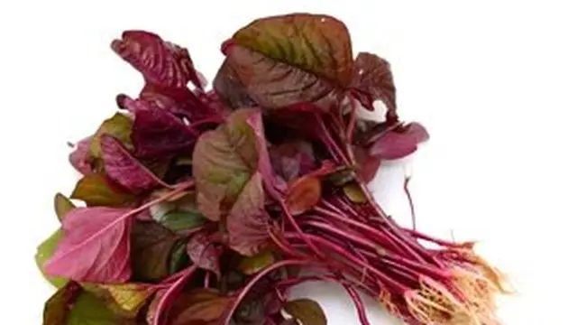 Manfaat Bayam Merah untuk Menurunkan Kolesterol