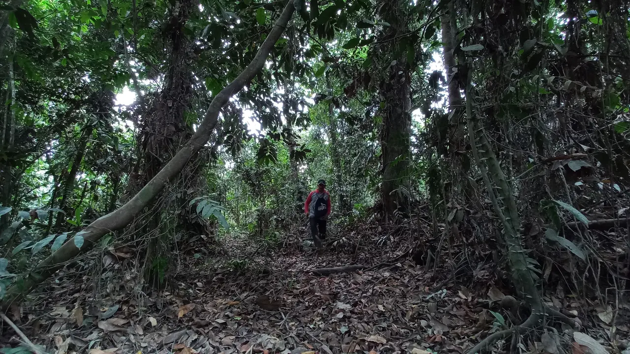 Hutan Lindung Gambut Sungai Buluh