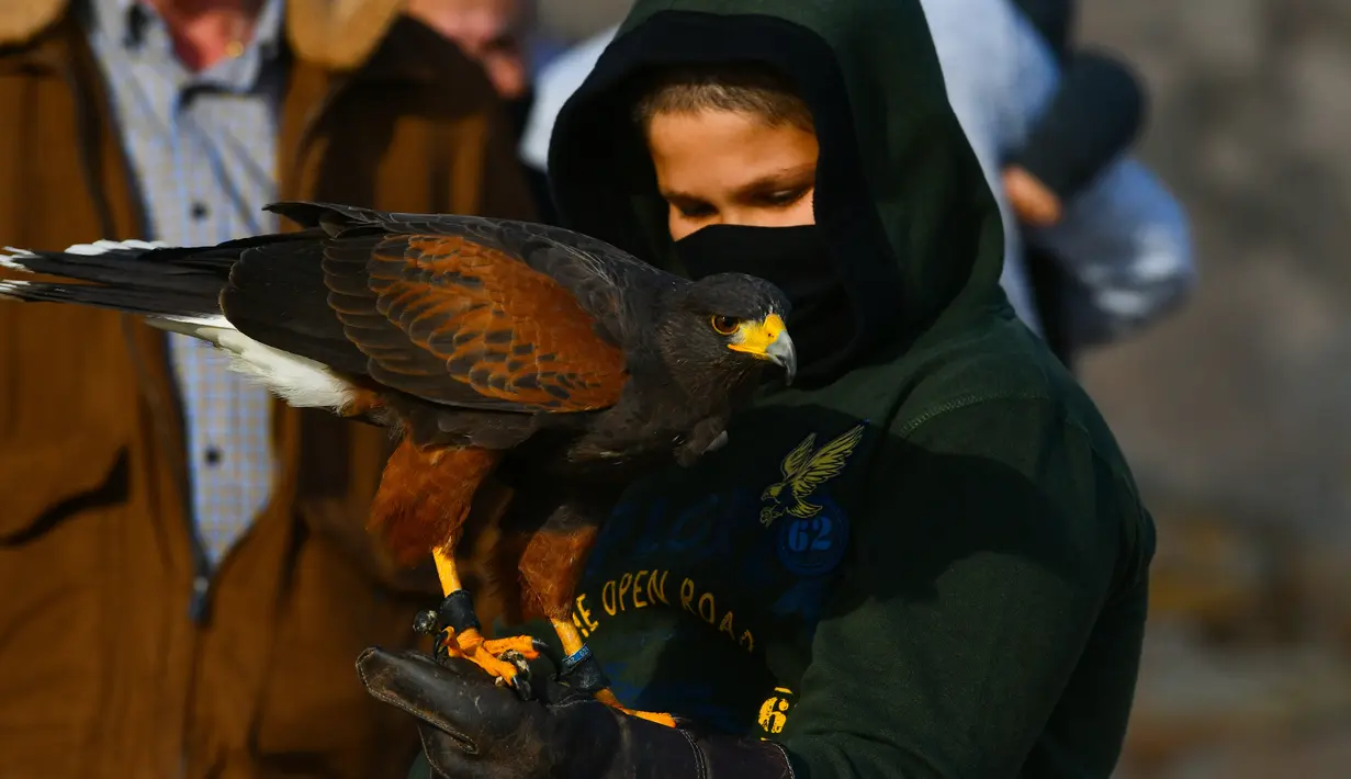 Pawang beserta burung elang harris peliharaannya berpartisipasi dalam acara demonstrasi berburu menggunakan burung elang di Wied iz-Zurrieq, Malta, 22 November 2020. Acara ini dicetuskan oleh International Association for Falconry dan Conservation of Birds of Prey. (Xinhua/Jonathan Borg)