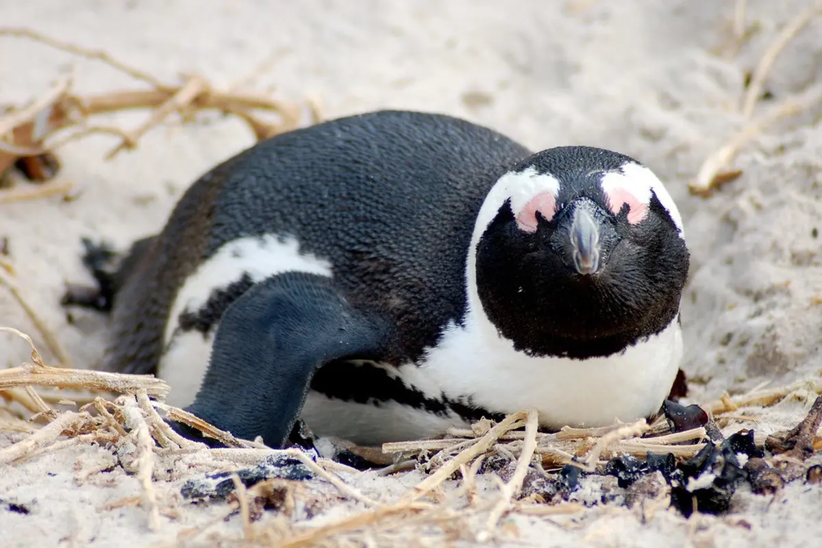 Penguin Jackass