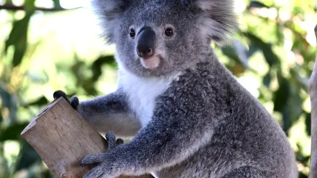 Potret Koala Australia