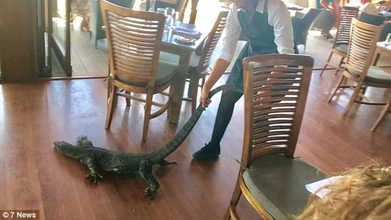 Aksi heroik pelayan mengusir kadal raksasa di restoran. (7 News)