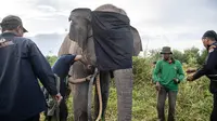 Pemasangan GPS Collar ke Meisya, salah satu Gajah Sumatra yang hidup liar di kawasan Sugihan-Simpang Heran Kabupaten OKI Sumsel (Dok. Humas BKSDA Sumsel / Nefri Inge)