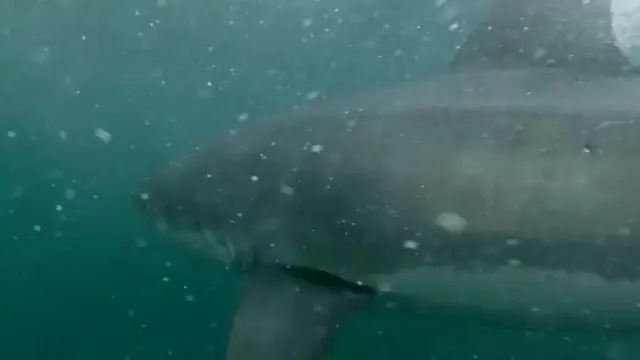 Ceroboh, Pemuda Berenang Dekat Ikan Hiu 