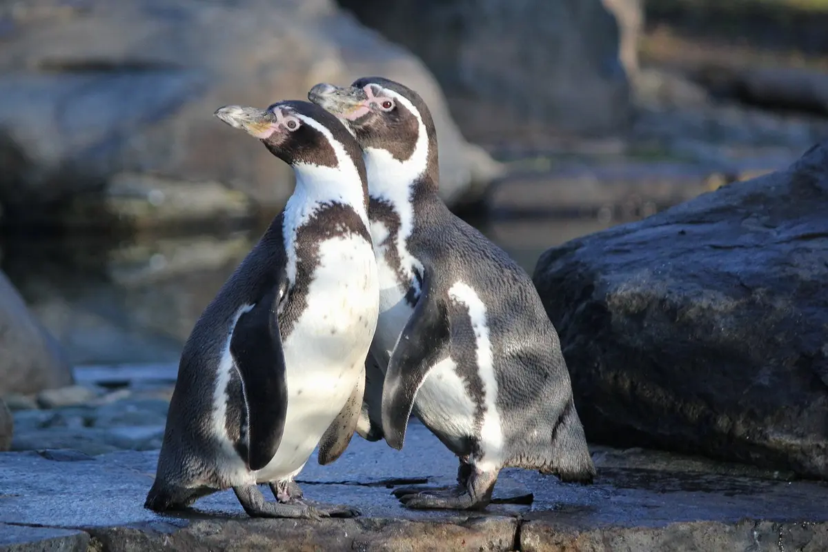 Ilustrasi penguin Humboldt (wikimedia commons)