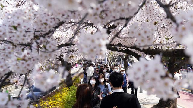 FOTO: Pesona Bunga Sakura Mekar Penuh Pikat Pengunjung di Seoul