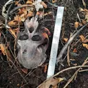 Misteri Tengkorak Orangutan di Area Konservasi Kalbar