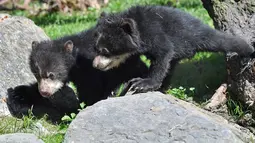 Dua ekor bayi beruang bermain di bawah sinar matahari di dalam kandang kebun binatang di Duisburg, Jerman, 19 April 2018. Beruang Andes yang lahir kembar pada malam Natal tahun lalu itu mulai menjelajahi kandangnya. (AP Photo/Martin Meissner)