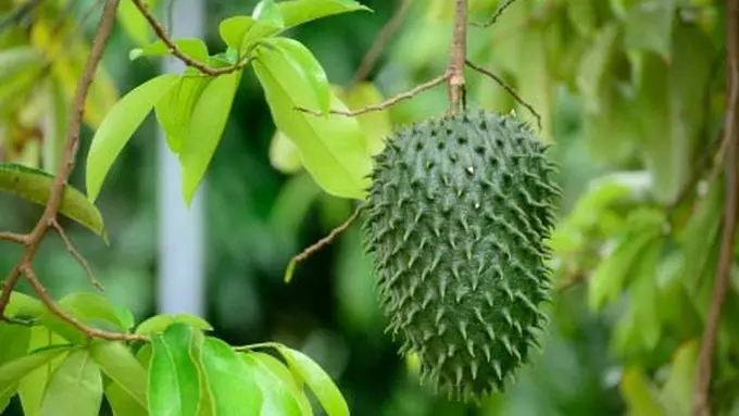 3 Manfaat Daun Sirsak untuk Kesehatan