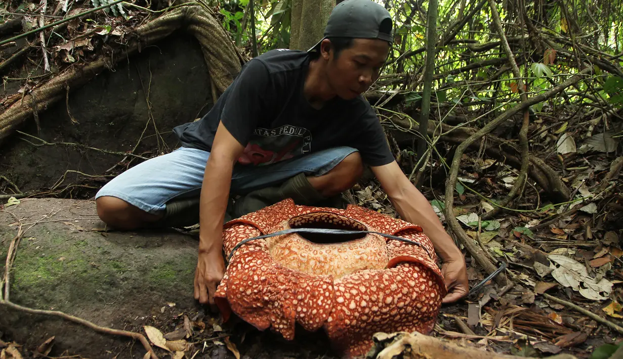 Petugas mengukur Bunga Rafflesia Arnoldii dengan kelopak tujuh di habitat Rafflesia Padang Guci, Bengkulu, Rabu (17/1). Rafflesia Arnoldii berkelopak tujuh lembar itu merupakan momen langka dengan waktu mekar sempurna kurang dari seminggu (DIVA MARHA/AFP)
